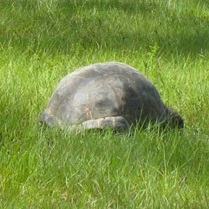 ALDABRA BREEDER