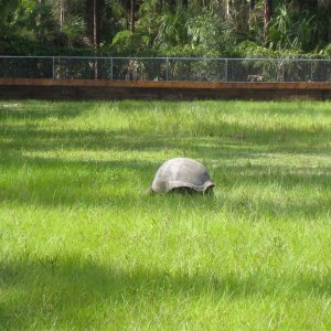 ALDABRA BREEDER