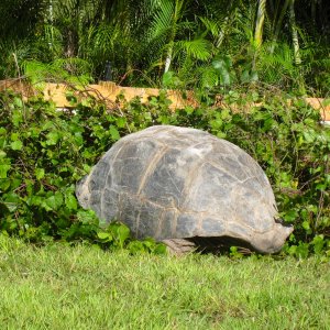 ALDABRA BREEDER