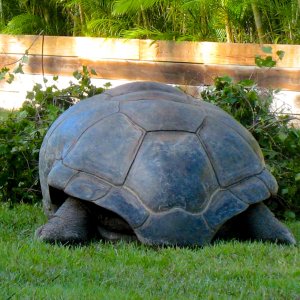 ALDABRA BREEDER