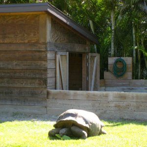 ALDABRA BREEDER