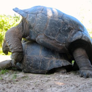 ALDABRA BREEDER