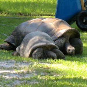 ALDABRA BREEDER
