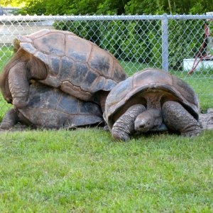 ALDABRA BREEDER