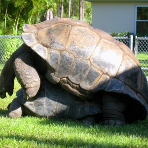 ALDABRA BREEDER