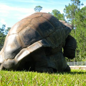 ALDABRA BREEDER