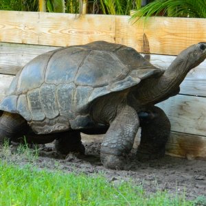 ALDABRA BREEDER