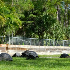 ALDABRA BREEDER