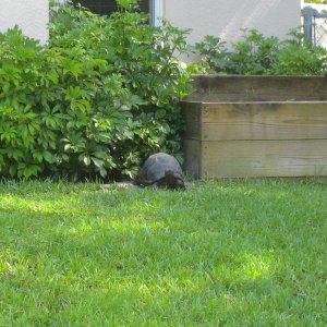 ALDABRA BREEDER