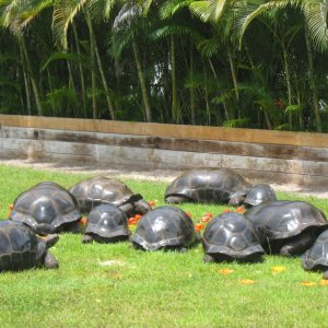 ALDABRA BREEDER
