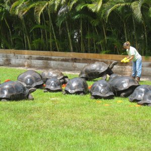 ALDABRA BREEDER