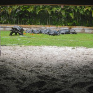 ALDABRA BREEDER