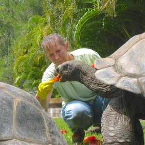 ALDABRA BREEDER