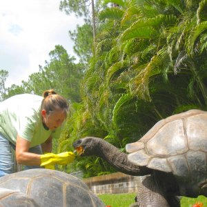 ALDABRA BREEDER