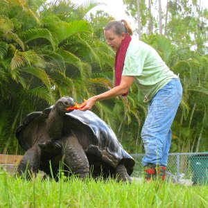 ALDABRA BREEDER