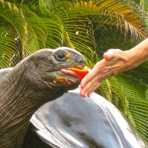 ALDABRA BREEDER