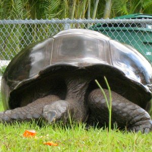 ALDABRA BREEDER