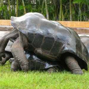 ALDABRA BREEDER