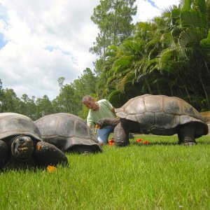 ALDABRA BREEDER