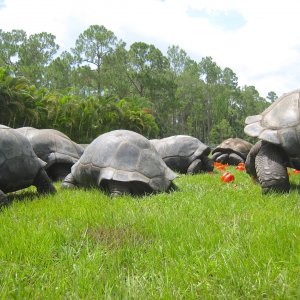 ALDABRA BREEDER