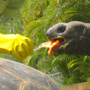ALDABRA BREEDER