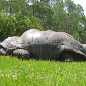 ALDABRA BREEDER