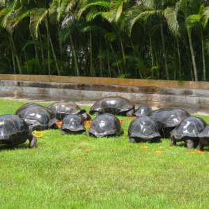 ALDABRA BREEDER