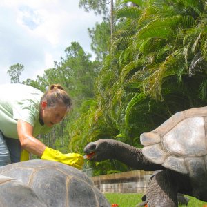 ALDABRA BREEDER