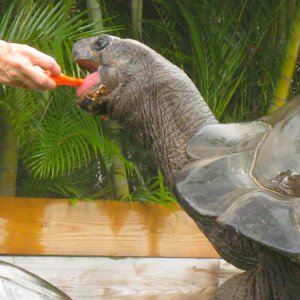 ALDABRA BREEDER