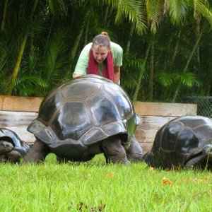 ALDABRA BREEDER