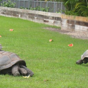 ALDABRA BREEDER