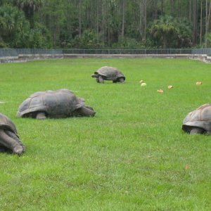 ALDABRA BREEDER