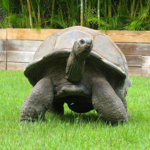 ALDABRA BREEDER