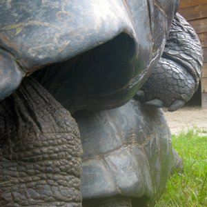ALDABRA BREEDER