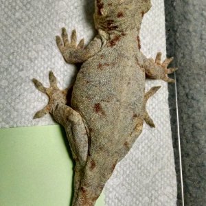 Gargoyles for sale