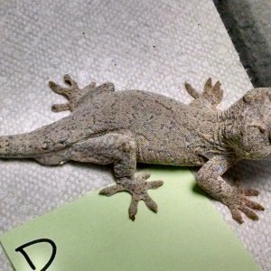 Gargoyles for sale