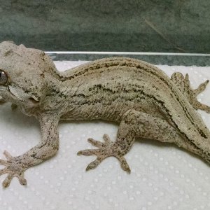 Gargoyles for sale