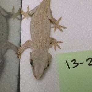 Gargoyles for sale