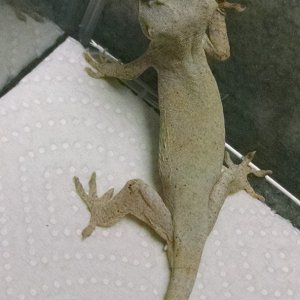 Gargoyles for sale
