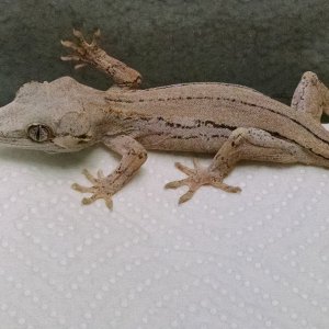 Gargoyles for sale
