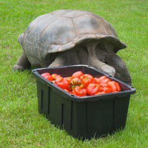 ALDABRA BREEDER