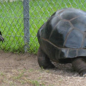 ALDABRA BREEDER