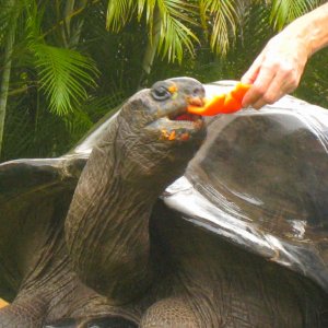 ALDABRA BREEDER