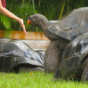ALDABRA BREEDER