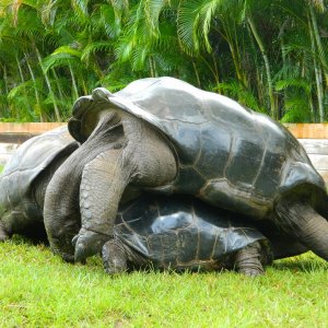 ALDABRA BREEDER