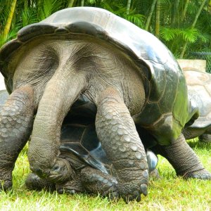 ALDABRA BREEDER