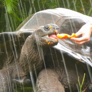 ALDABRA BREEDER