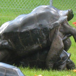 ALDABRA BREEDER