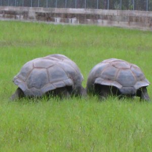 ALDABRA BREEDER
