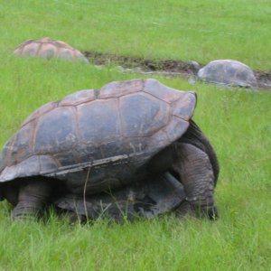 ALDABRA BREEDER